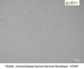 Immortalized Canine Dermal Fibroblast - hTERT | Applied Biological Materials (abm)