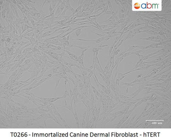 Immortalized Canine Dermal Fibroblast - hTERT | Applied Biological Materials (abm)