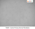Canine Primary Dermal Fibroblasts | Applied Biological Materials (abm)