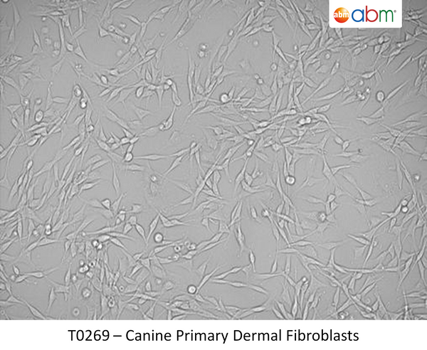 Canine Primary Dermal Fibroblasts | Applied Biological Materials (abm)