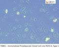 Immortalized Preadipocyte Clonal Cell Line PGF3-4; Type 1 | Applied Biological Materials (abm)