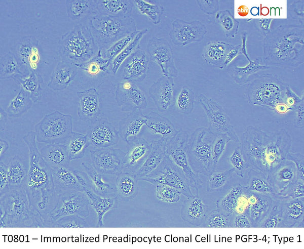 Immortalized Preadipocyte Clonal Cell Line PGF3-4; Type 1 | Applied Biological Materials (abm)
