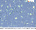 Immortalized Preadipocyte Clonal Cell Line PGF3-15; Type 3 | Applied Biological Materials (abm)
