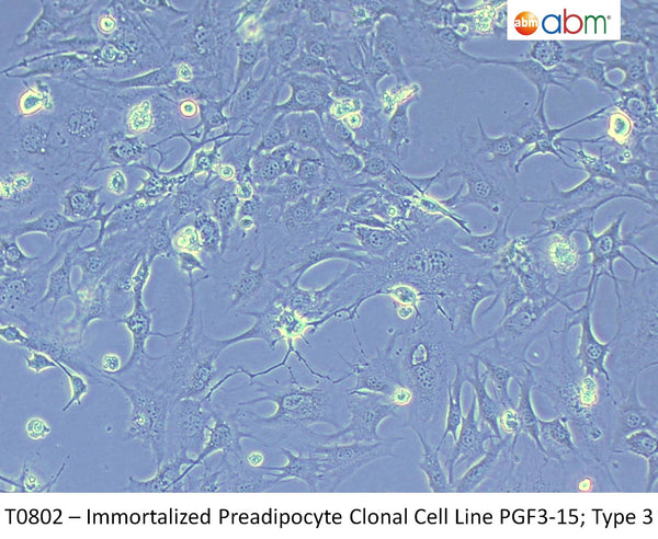 Immortalized Preadipocyte Clonal Cell Line PGF3-15; Type 3 | Applied Biological Materials (abm)