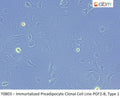 Immortalized Preadipocyte Clonal Cell Line PGF2-8; Type 1 | Applied Biological Materials (abm)