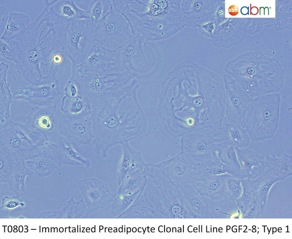 Immortalized Preadipocyte Clonal Cell Line PGF2-8; Type 1 | Applied Biological Materials (abm)