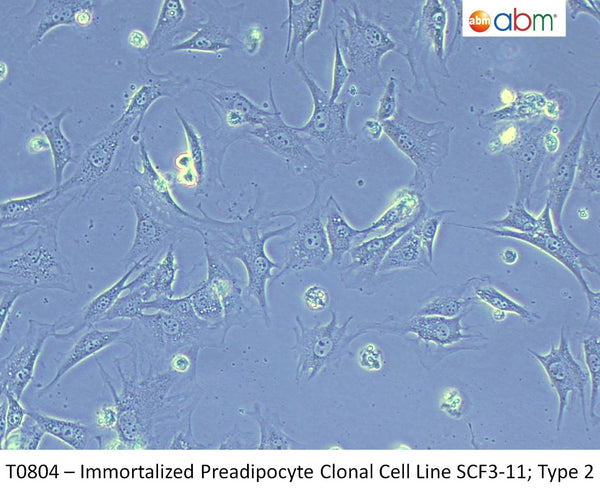 Immortalized Preadipocyte Clonal Cell Line SCF3-11; Type 2 | Applied Biological Materials (abm)