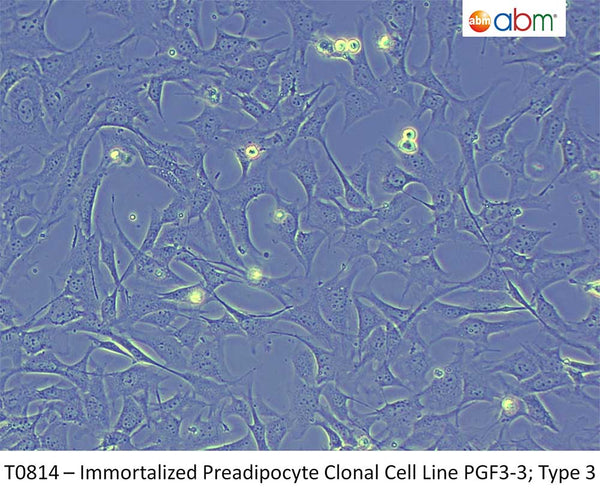Immortalized Preadipocyte Clonal Cell Line PGF3-3; Type 3 | Applied Biological Materials (abm)