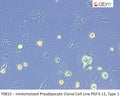 Immortalized Preadipocyte Clonal Cell Lines PGF3-11; Type 1 | Applied Biological Materials (abm)