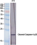 Cleaved-CASP4 p20 (Q81) Polyclonal Antibody – Figure 1 of 2