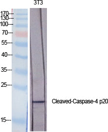 Cleaved-CASP4 p20 (Q81) Polyclonal Antibody – Figure 1 of 2