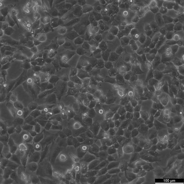 T24 cell