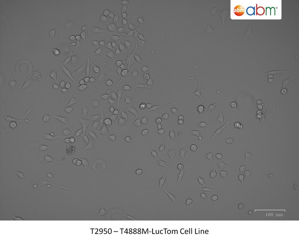 T4888M-LucTom Cell Line | Applied Biological Materials (abm)