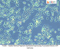 Stable Retinal Pigment Epithelial Expressing Truncated hELG1-CFP Cell Line | Applied Biological Materials (abm)