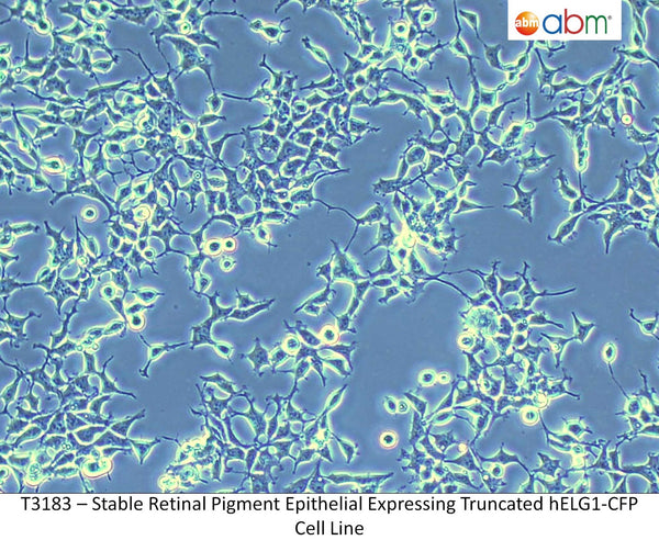 Stable Retinal Pigment Epithelial Expressing Truncated hELG1-CFP Cell Line | Applied Biological Materials (abm)