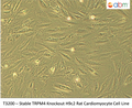 Stable TRPM4 Knockout H9c2 Rat Cardiomyocyte Cell Line | Applied Biological Materials (abm)