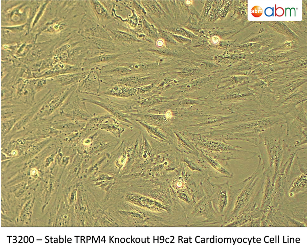 Stable TRPM4 Knockout H9c2 Rat Cardiomyocyte Cell Line | Applied Biological Materials (abm)