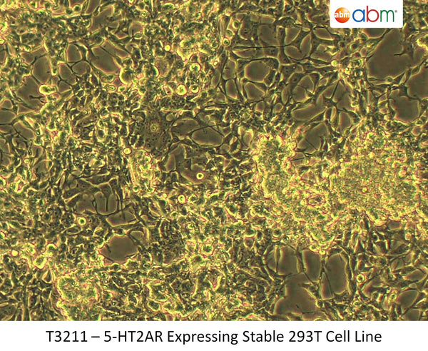 5-HT2AR Expressing Stable 293T Cell Line | Applied Biological Materials (abm)