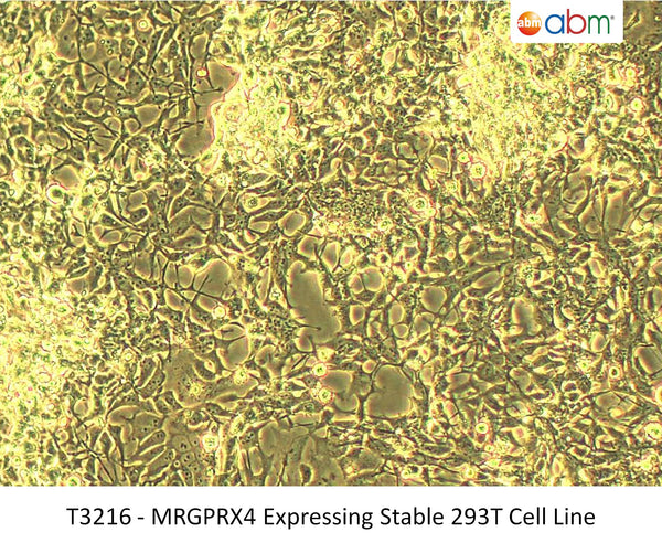 MRGPRX4 Expressing Stable 293T Cell Line | Applied Biological Materials (abm)