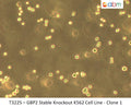 GBP2 Stable Knockout K562 Cell Line - Clone 1 | Applied Biological Materials (abm)