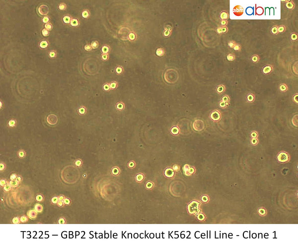 GBP2 Stable Knockout K562 Cell Line - Clone 1 | Applied Biological Materials (abm)