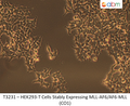 HEK293-T Cells Stably Expressing MLL-AF6/AF6-MLL (CO1) | Applied Biological Materials (abm)