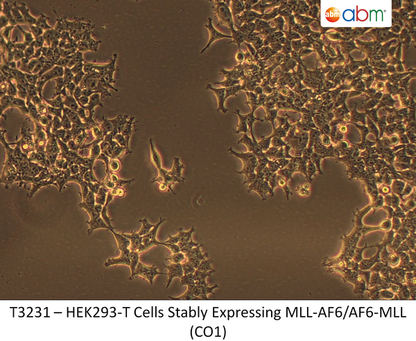 HEK293-T Cells Stably Expressing MLL-AF6/AF6-MLL (CO1) | Applied Biological Materials (abm)