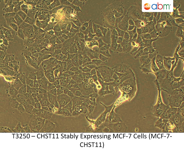 CHST11 Stably Expressing MCF-7 Cells (MCF-7-CHST11) | Applied Biological Materials (abm)