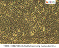 HEK293 Cells Stably Expressing Human Cav3.1a | Applied Biological Materials (abm)