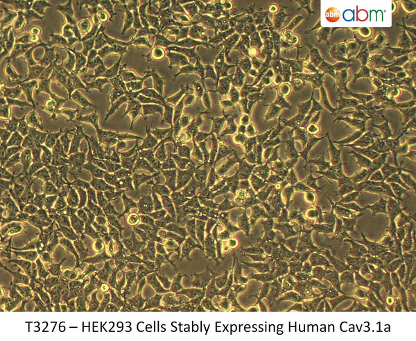 HEK293 Cells Stably Expressing Human Cav3.1a | Applied Biological Materials (abm)