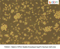 Rab11-FIP1C Stable Knockout SupT1 Human Cell Line | Applied Biological Materials (abm)