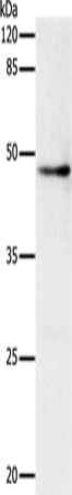 DRD1 Polyclonal Antibody – Figure 1 of 2