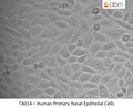 Human Primary Nasal Epithelial Cells | Applied Biological Materials (abm)