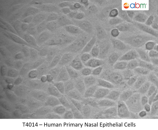 Human Primary Nasal Epithelial Cells | Applied Biological Materials (abm)