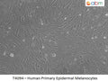 Human Primary Epidermal Melanocytes | Applied Biological Materials (abm)