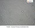 Human Primary Urothelial Cells | Applied Biological Materials (abm)