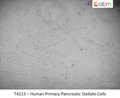 Human Primary Pancreatic Stellate Cells | Applied Biological Materials (abm)