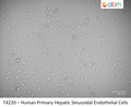 Human Primary Hepatic Sinusoidal Endothelial Cells | Applied Biological Materials (abm)
