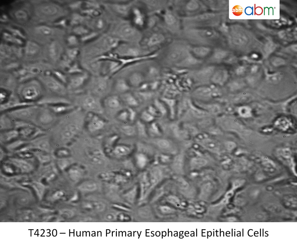 Human Primary Esophageal Epithelial Cells | Applied Biological Materials (abm)