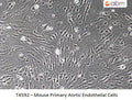 Mouse Primary Aortic Endothelial Cells | Applied Biological Materials (abm)