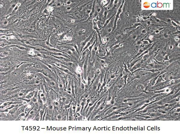 Mouse Primary Aortic Endothelial Cells | Applied Biological Materials (abm)