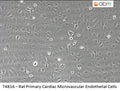 Rat Primary Cardiac Microvascular Endothelial Cells | Applied Biological Materials (abm)