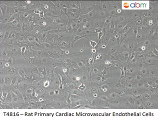 Rat Primary Cardiac Microvascular Endothelial Cells | Applied Biological Materials (abm)