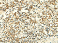 IFT27 Polyclonal Antibody – Figure 1 of 3