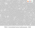 Immortalized Human Cardiomyocytes - SV40 | Applied Biological Materials (abm)