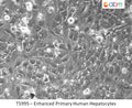 Enhanced Primary Human Hepatocytes – 1 Million | Applied Biological Materials (abm)