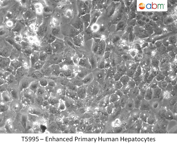 Enhanced Primary Human Hepatocytes – 1 Million | Applied Biological Materials (abm)