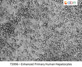 Enhanced Primary Human Hepatocytes - 5 million | Applied Biological Materials (abm)
