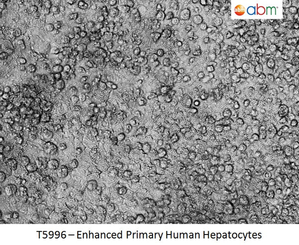 Enhanced Primary Human Hepatocytes - 5 million | Applied Biological Materials (abm)