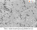 Stable Smad4 Expressing SW480 Cell Line | Applied Biological Materials (abm)
